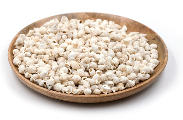 White Small Whelk Conch Shells - 1 Kg